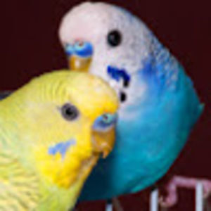 Meet your Posher, Mia